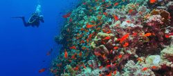 Scuba diver photographer on the underwater coral reef. Underwater photographer diving with corals and red fish. Reef, blue water and diver with camera.
