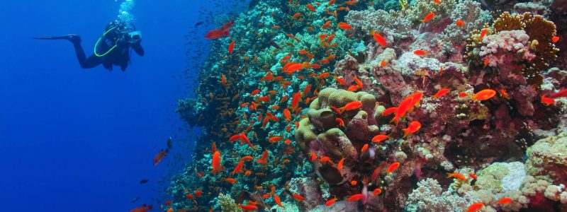 Scuba diver photographer on the underwater coral reef. Underwater photographer diving with corals and red fish. Reef, blue water and diver with camera.