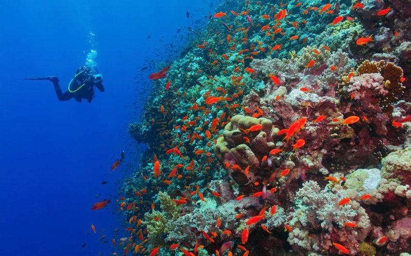 Scuba diver photographer on the underwater coral reef. Underwater photographer diving with corals and red fish. Reef, blue water and diver with camera.