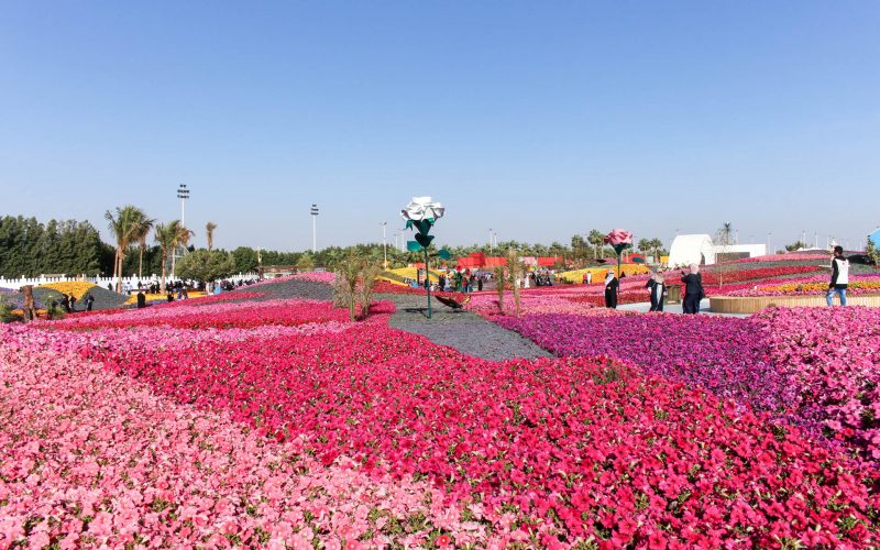Flower festival 2019. Yearly event organized by the Royal Commission of Yanbu, Madinah region, Saudi Arabia. Photo taken on 15/03/2019. - Image